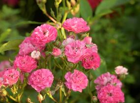 Růže miniaturní 'Degenhardt' - Rosa MI 'Degenhardt'