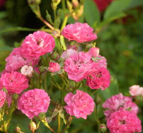 Růže mini 'Degenhardt' - Rosa MI 'Degenhardt'