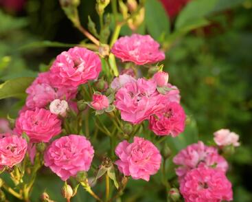 Růže miniaturní 'Degenhardt'