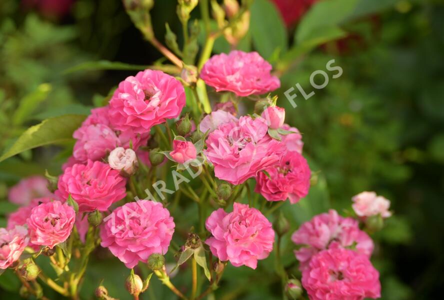Růže miniaturní 'Degenhardt' - Rosa MI 'Degenhardt'