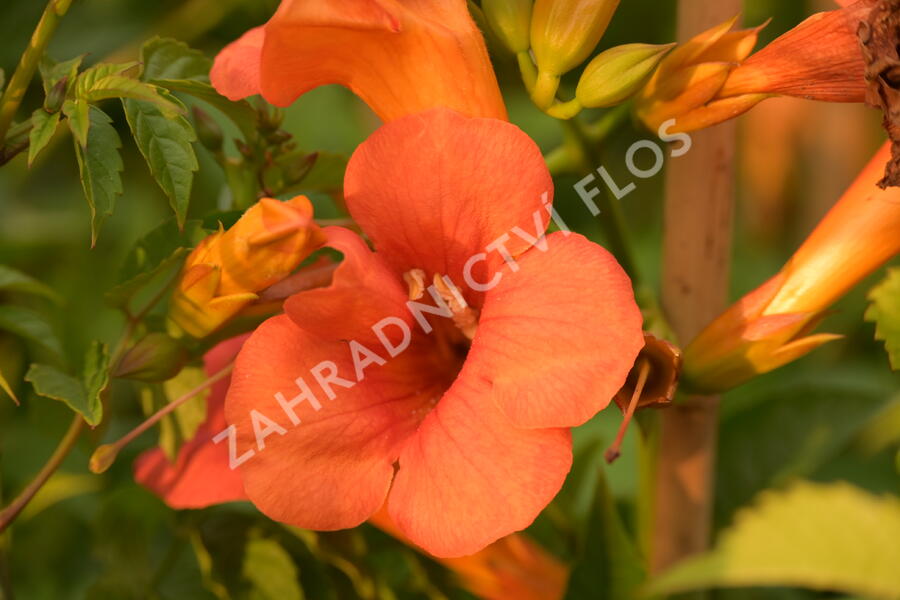 Trubač křížený 'Madame Galen' - Campsis tagliabuana 'Madame Galen'
