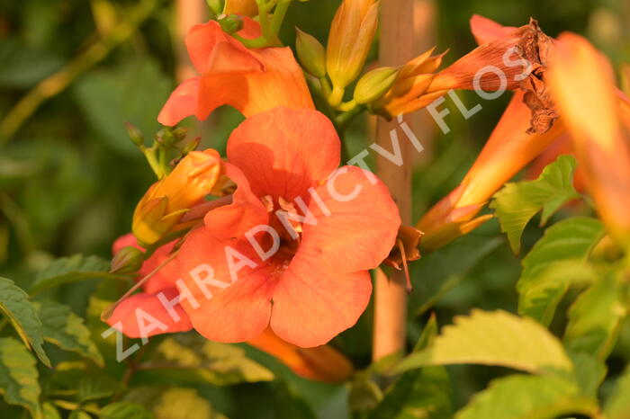 Trubač křížený 'Madame Galen' - Campsis tagliabuana 'Madame Galen'