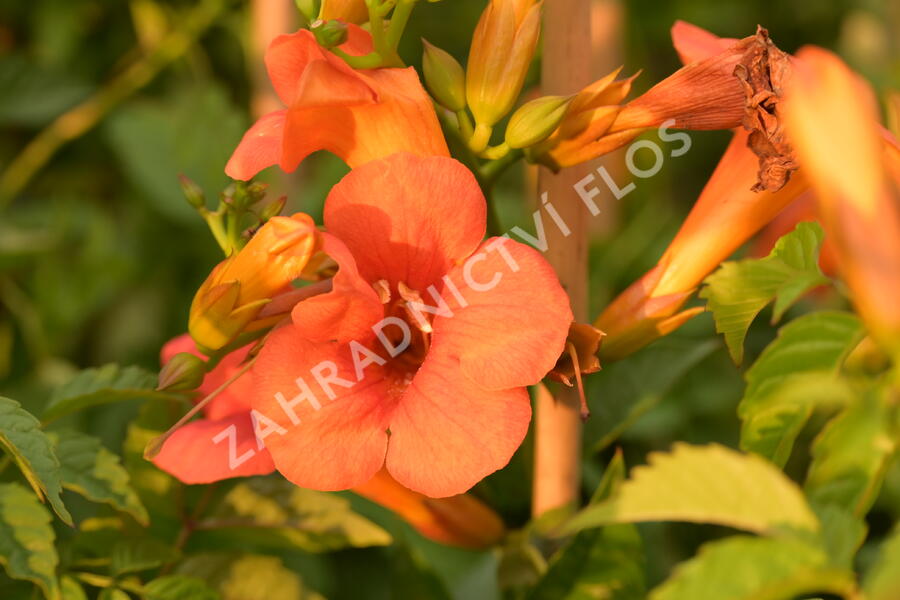 Trubač křížený 'Madame Galen' - Campsis tagliabuana 'Madame Galen'