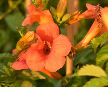Trubač křížený 'Madame Galen'