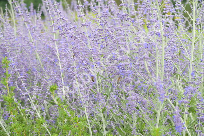 Perovskie lebedolistá 'Blue Spire' - Perovskia atriplicifolia 'Blue Spire'