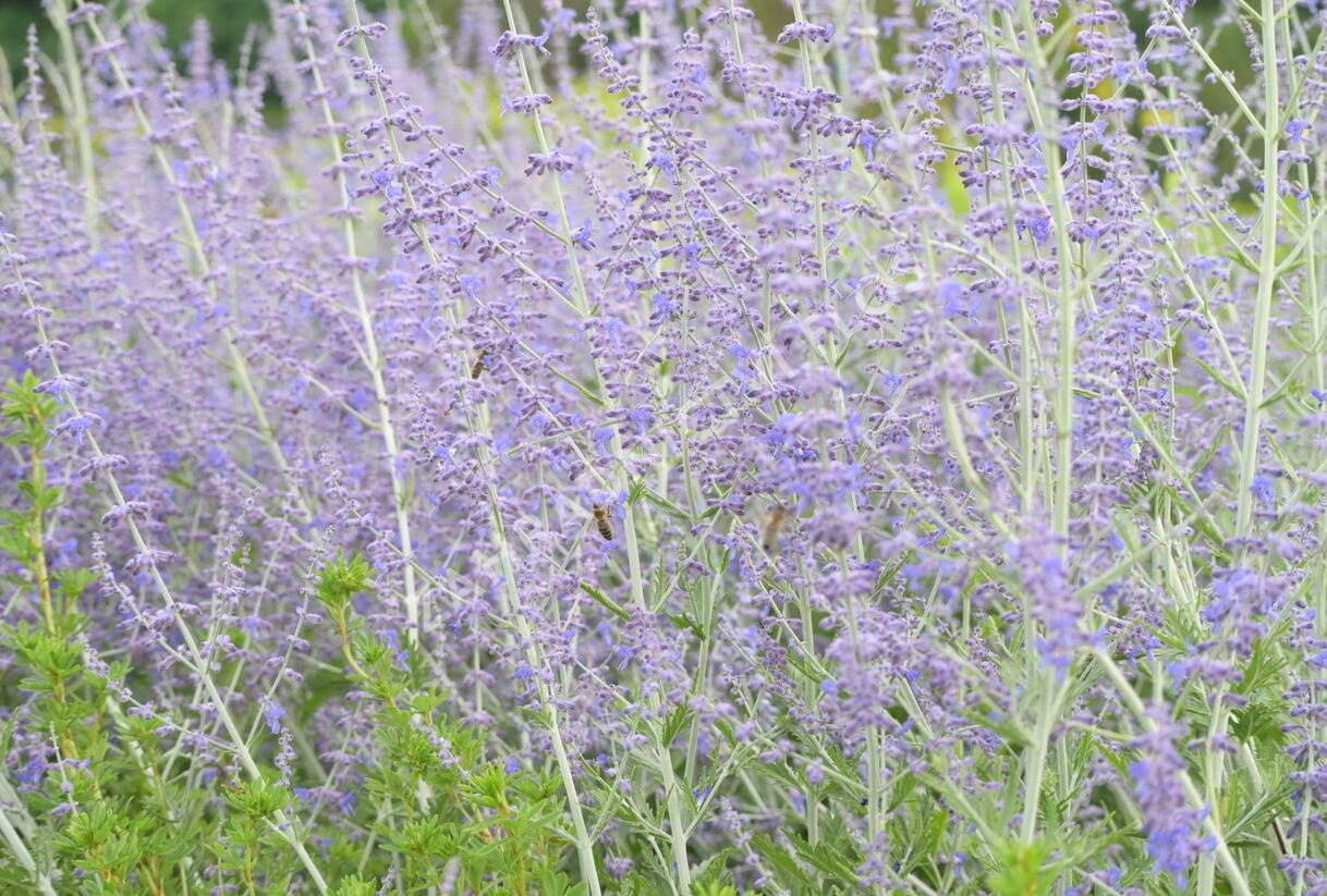 Perovskie lebedolistá 'Blue Spire' - Perovskia atriplicifolia 'Blue Spire'
