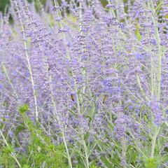 Perovskie lebedolistá 'Blue Spire' - Perovskia atriplicifolia 'Blue Spire'