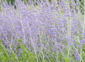 Perovskie lebedolistá 'Blue Spire' - Perovskia atriplicifolia 'Blue Spire'