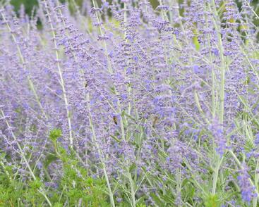 Perovskie lebedolistá 'Blue Spire'