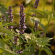 Agastache 'Black Adder' - Agastache hybrida 'Black Adder'
