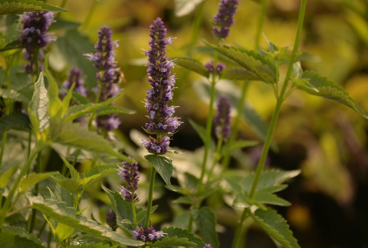 Agastache 'Black Adder' - Agastache hybrida 'Black Adder'