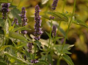 Agastache 'Black Adder' - Agastache hybrida 'Black Adder'