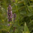 Agastache 'Black Adder' - Agastache hybrida 'Black Adder'