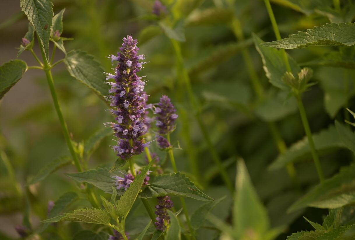 Agastache 'Black Adder' - Agastache hybrida 'Black Adder'