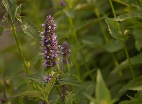 Agastache 'Black Adder' - Agastache hybrida 'Black Adder'