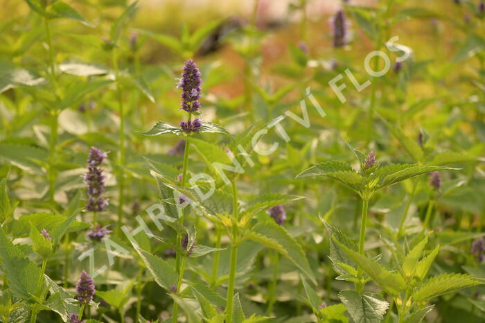 Agastache 'Black Adder' - Agastache hybrida 'Black Adder'