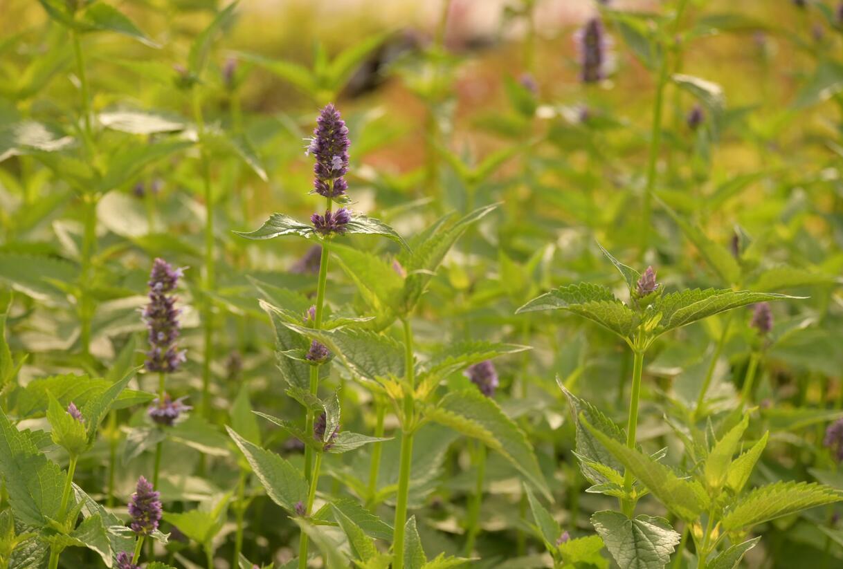 Agastache 'Black Adder' - Agastache hybrida 'Black Adder'