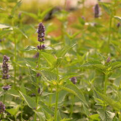 Agastache 'Black Adder' - Agastache hybrida 'Black Adder'