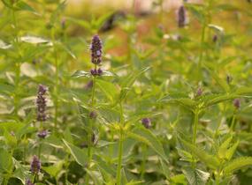 Agastache 'Black Adder' - Agastache hybrida 'Black Adder'