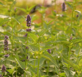 Agastache 'Black Adder' - Agastache hybrida 'Black Adder'