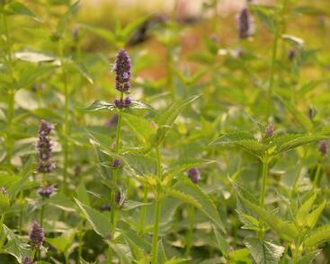 Agastache 'Black Adder'