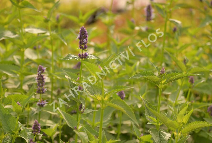 Agastache 'Black Adder' - Agastache hybrida 'Black Adder'