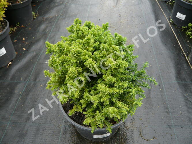 Kryptomérie japonská 'Vilmoriniana' - Cryptomeria japonica 'Vilmoriniana'