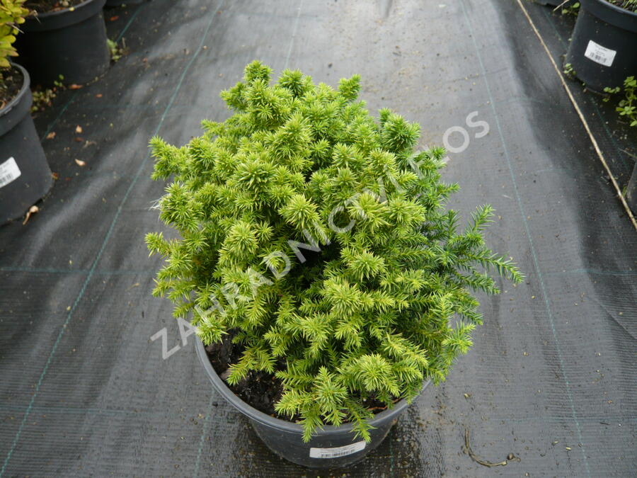 Kryptomérie japonská 'Vilmoriniana' - Cryptomeria japonica 'Vilmoriniana'