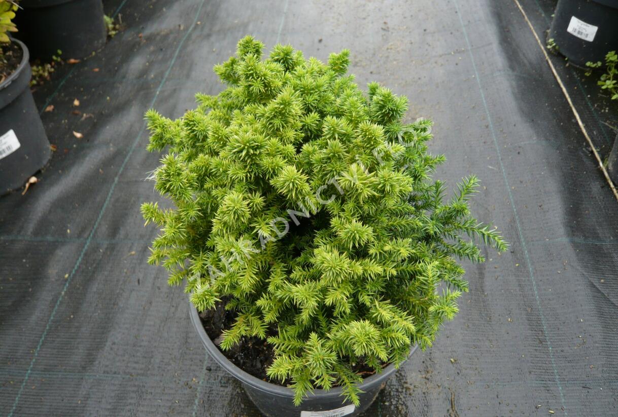 Kryptomérie japonská 'Vilmoriniana' - Cryptomeria japonica 'Vilmoriniana'