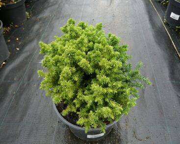 Kryptomérie japonská 'Vilmoriniana'