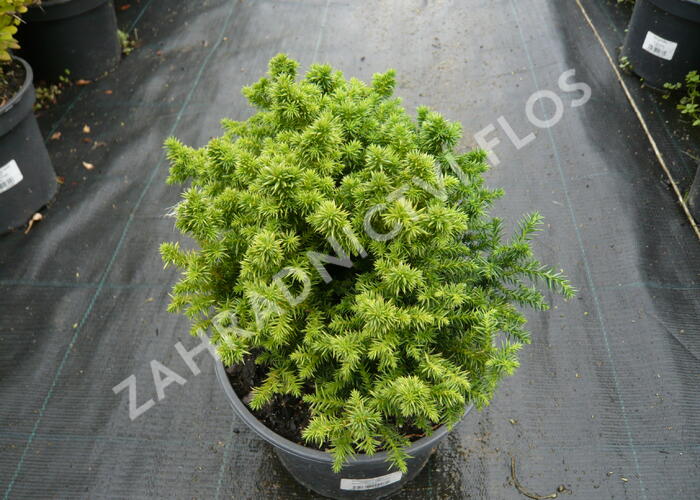 Kryptomérie japonská 'Vilmoriniana' - Cryptomeria japonica 'Vilmoriniana'