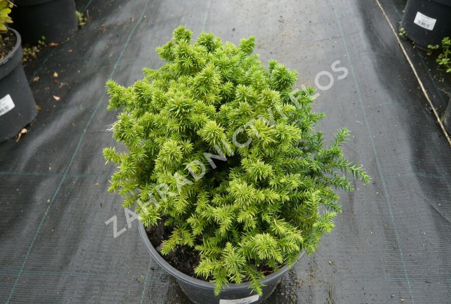 Kryptomérie japonská 'Vilmoriniana' - Cryptomeria japonica 'Vilmoriniana'