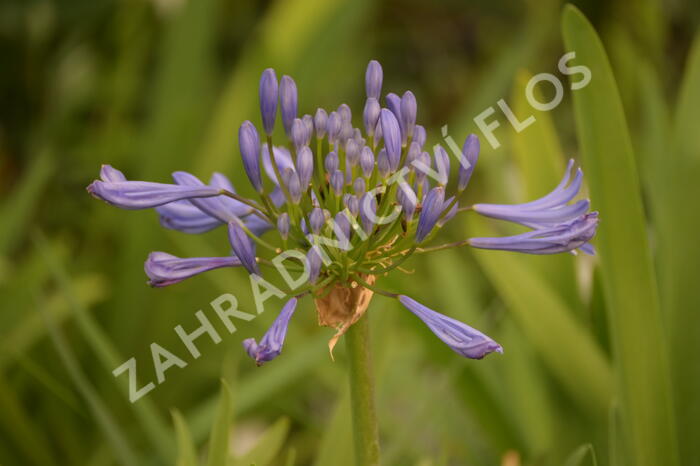 Kalokvět africký 'Starbus Blue' - Agapanthus africanus 'Starbus Blue'