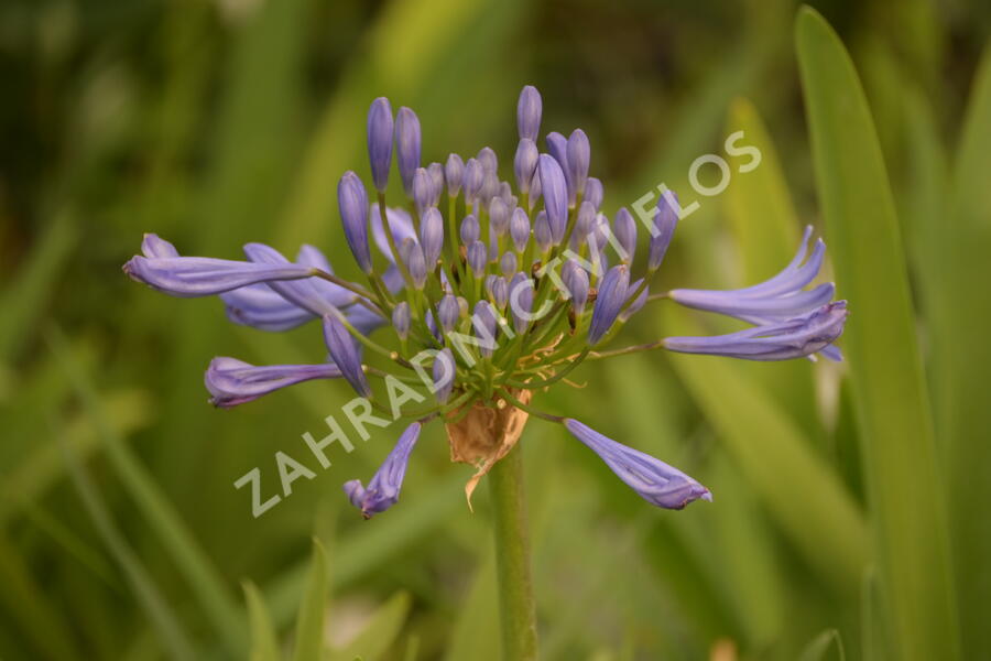 Kalokvět africký 'Starbus Blue' - Agapanthus africanus 'Starbus Blue'