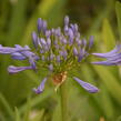 Kalokvět africký 'Starbus Blue' - Agapanthus africanus 'Starbus Blue'