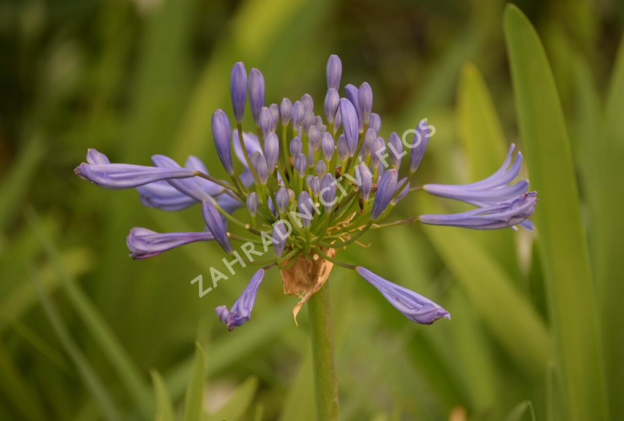 Kalokvět africký 'Starbus Blue' - Agapanthus africanus 'Starbus Blue'
