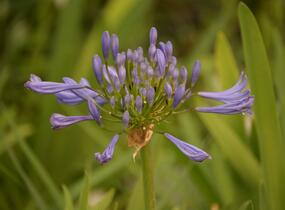 Kalokvět africký 'Starbus Blue' - Agapanthus africanus 'Starbus Blue'