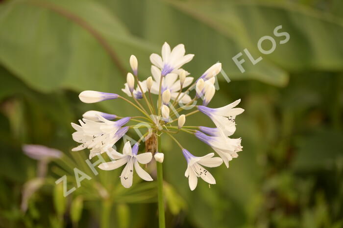 Kalokvět africký 'Twister' - Agapanthus africanus 'Twister'