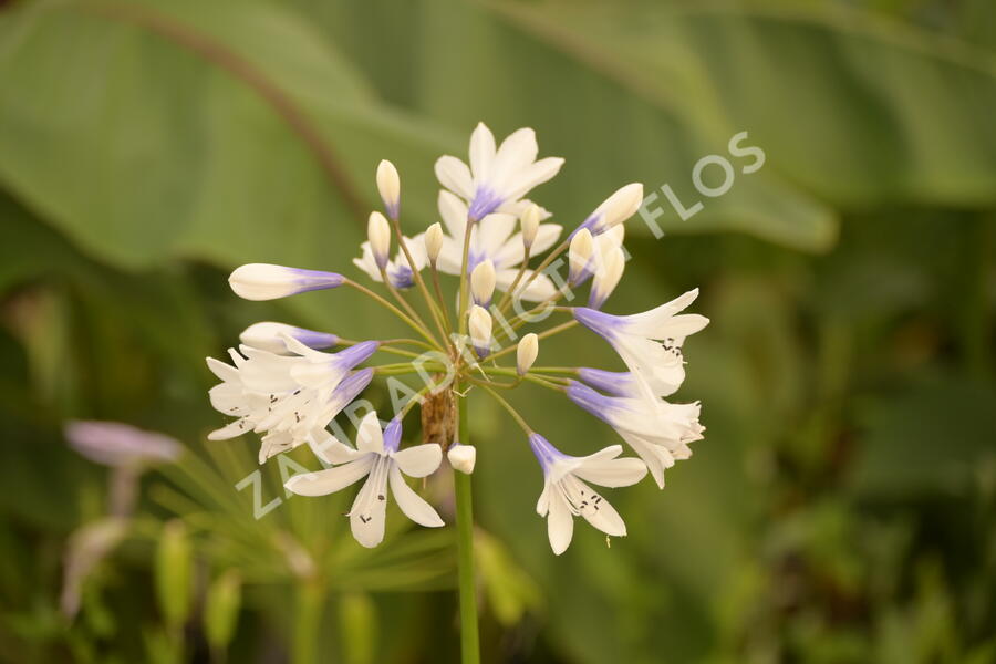 Kalokvět 'Twister' - Agapanthus africanus 'Twister'