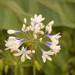 Kalokvět 'Twister' - Agapanthus africanus 'Twister'