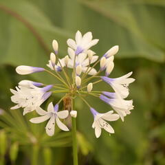 Kalokvět 'Twister' - Agapanthus africanus 'Twister'