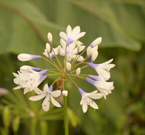 Kalokvět africký 'Twister' - Agapanthus africanus 'Twister'