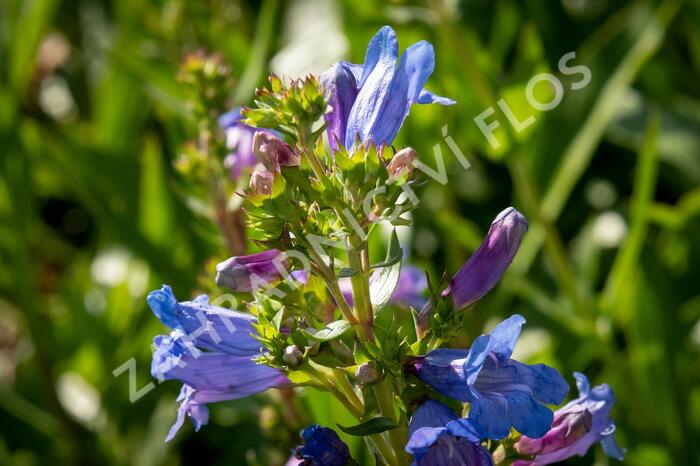 Dračík 'Catherine de la Mare' - Penstemon heterophyllus 'Catherine de la Mare'