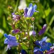 Dračík 'Catherine de la Mare' - Penstemon heterophyllus 'Catherine de la Mare'