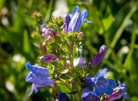 Dračík 'Catherine de la Mare' - Penstemon heterophyllus 'Catherine de la Mare'