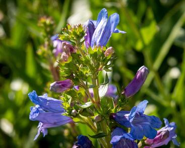 Dračík 'Catherine de la Mare'