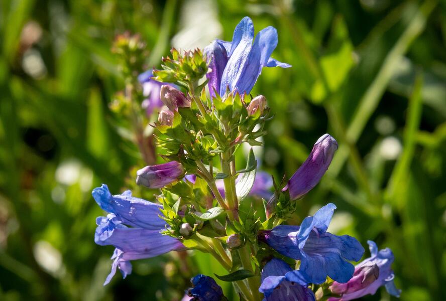 Dračík 'Catherine de la Mare' - Penstemon heterophyllus 'Catherine de la Mare'