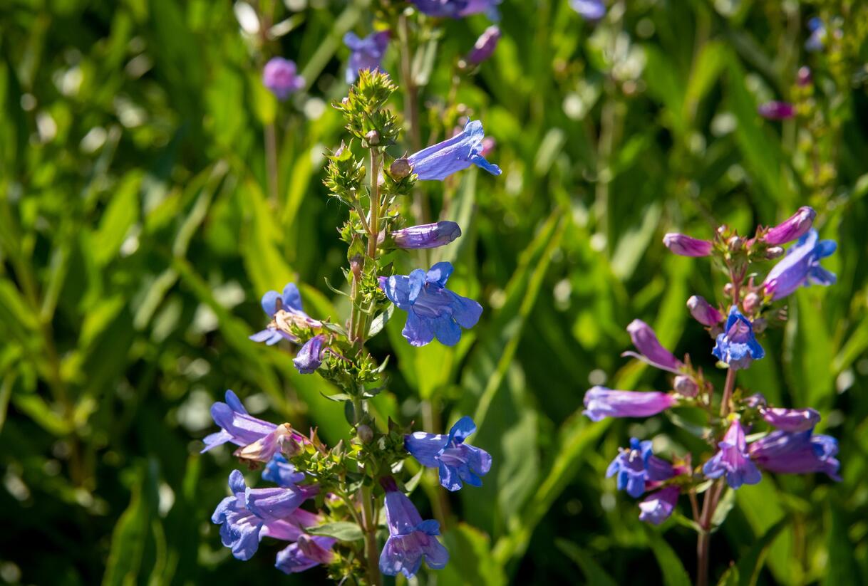 Dračík 'Catherine de la Mare' - Penstemon heterophyllus 'Catherine de la Mare'
