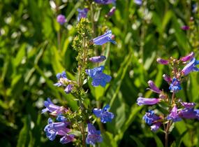 Dračík 'Catherine de la Mare' - Penstemon heterophyllus 'Catherine de la Mare'