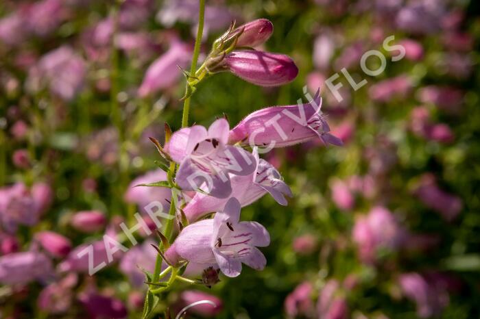 Dračík 'Evelyn' - Penstemon x mexicali 'Evelyn'